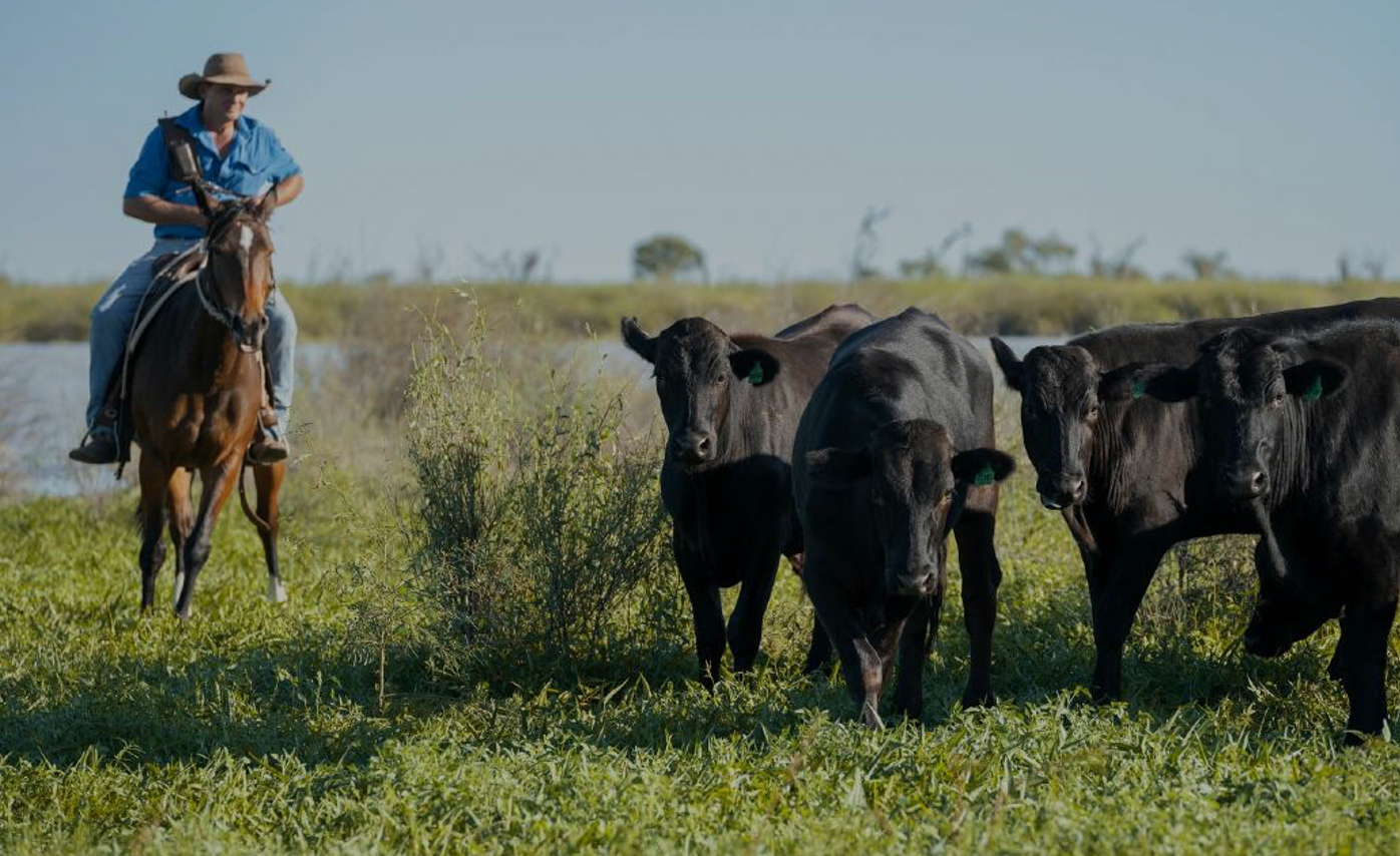 Cattle grazing Australian pastoral country in warm afternoon light