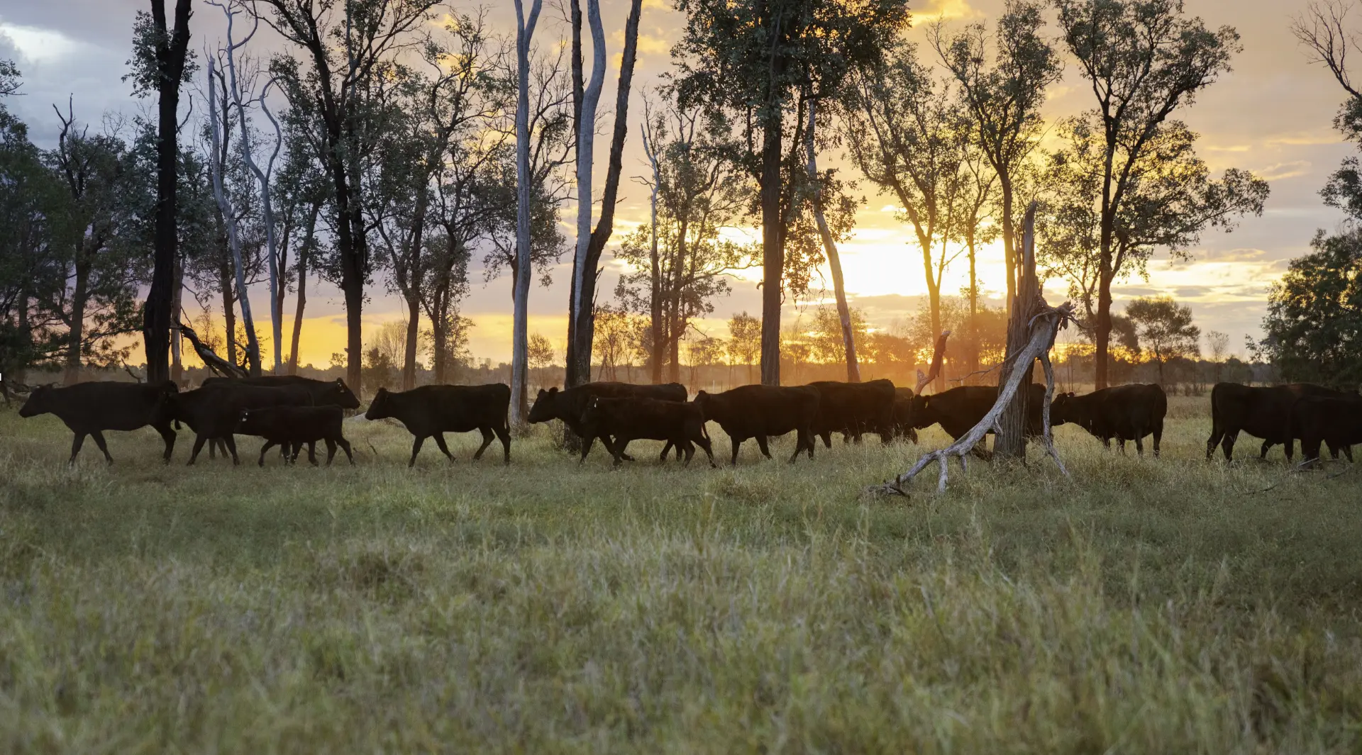 Cattle grazing Australian pastoral country at sunset